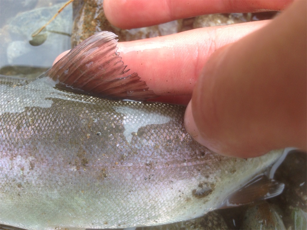 北海道の釣り対象魚制覇へ向けて 自然と戯れる