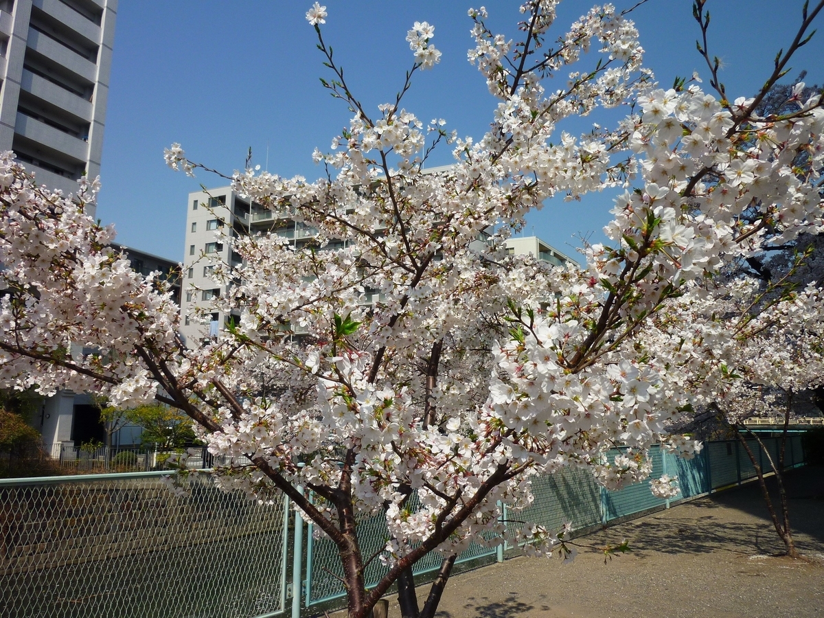f:id:mr_redwing_children:20210326150820j:plain