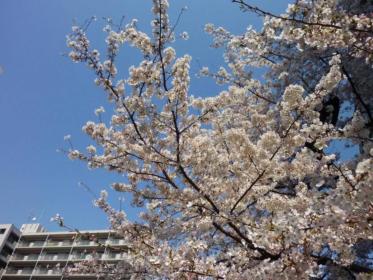 f:id:mr_redwing_children:20210326150837j:plain