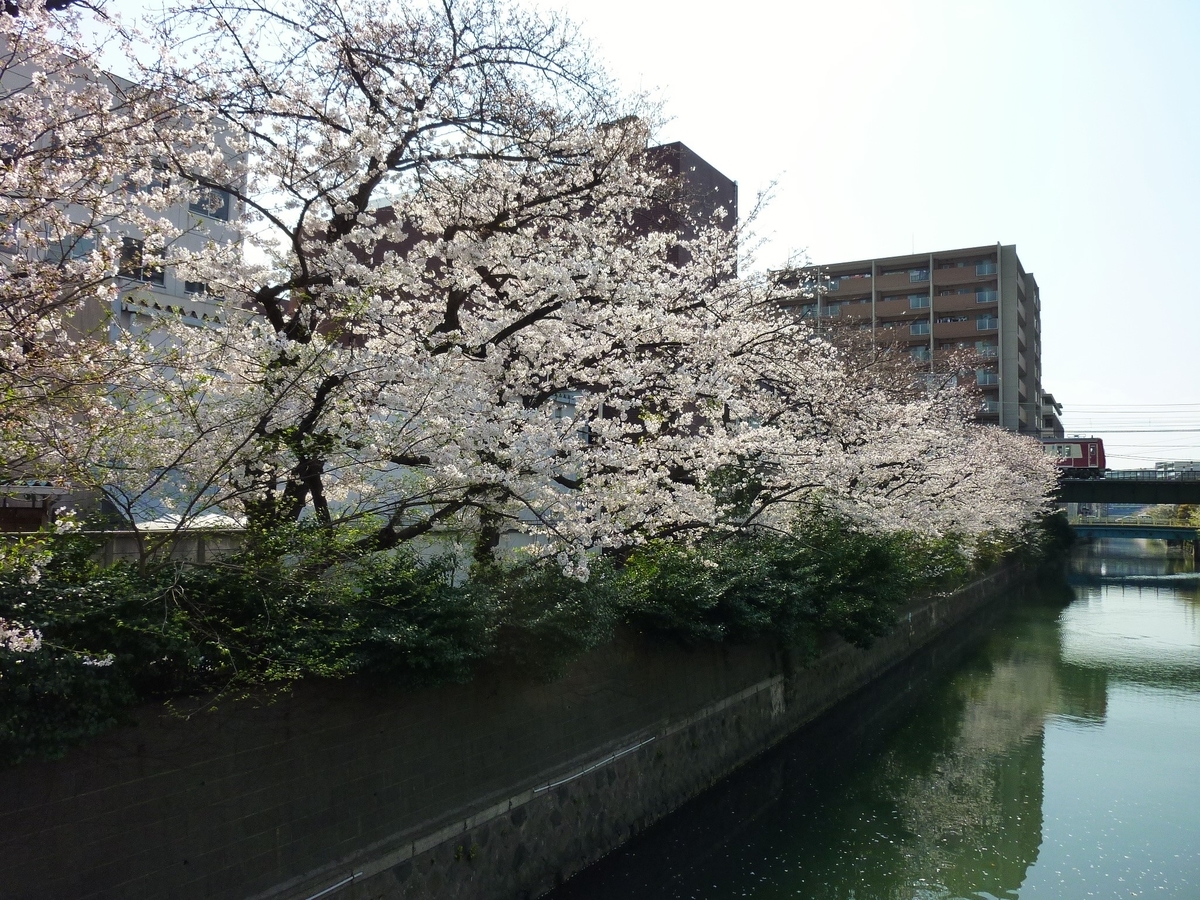 f:id:mr_redwing_children:20210326151002j:plain