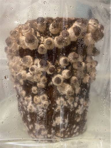 f:id:mraka2015:20201102084430j:plain