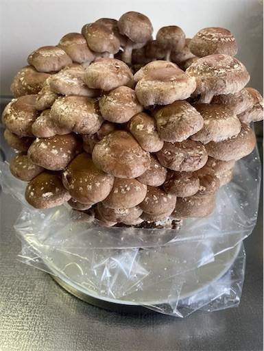 f:id:mraka2015:20201102084434j:plain