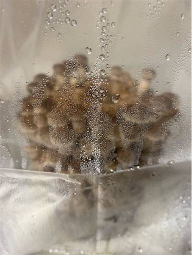 f:id:mraka2015:20201102084436j:plain