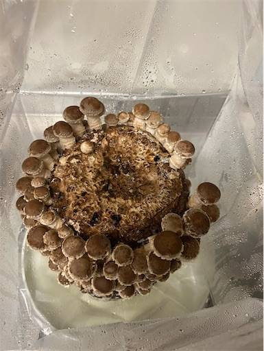 f:id:mraka2015:20201102084446j:plain