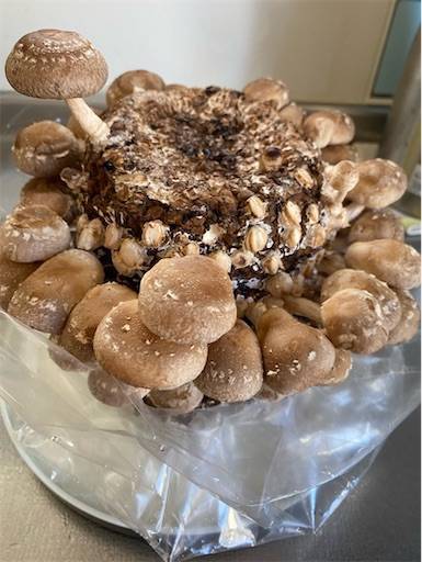 f:id:mraka2015:20201102084825j:plain