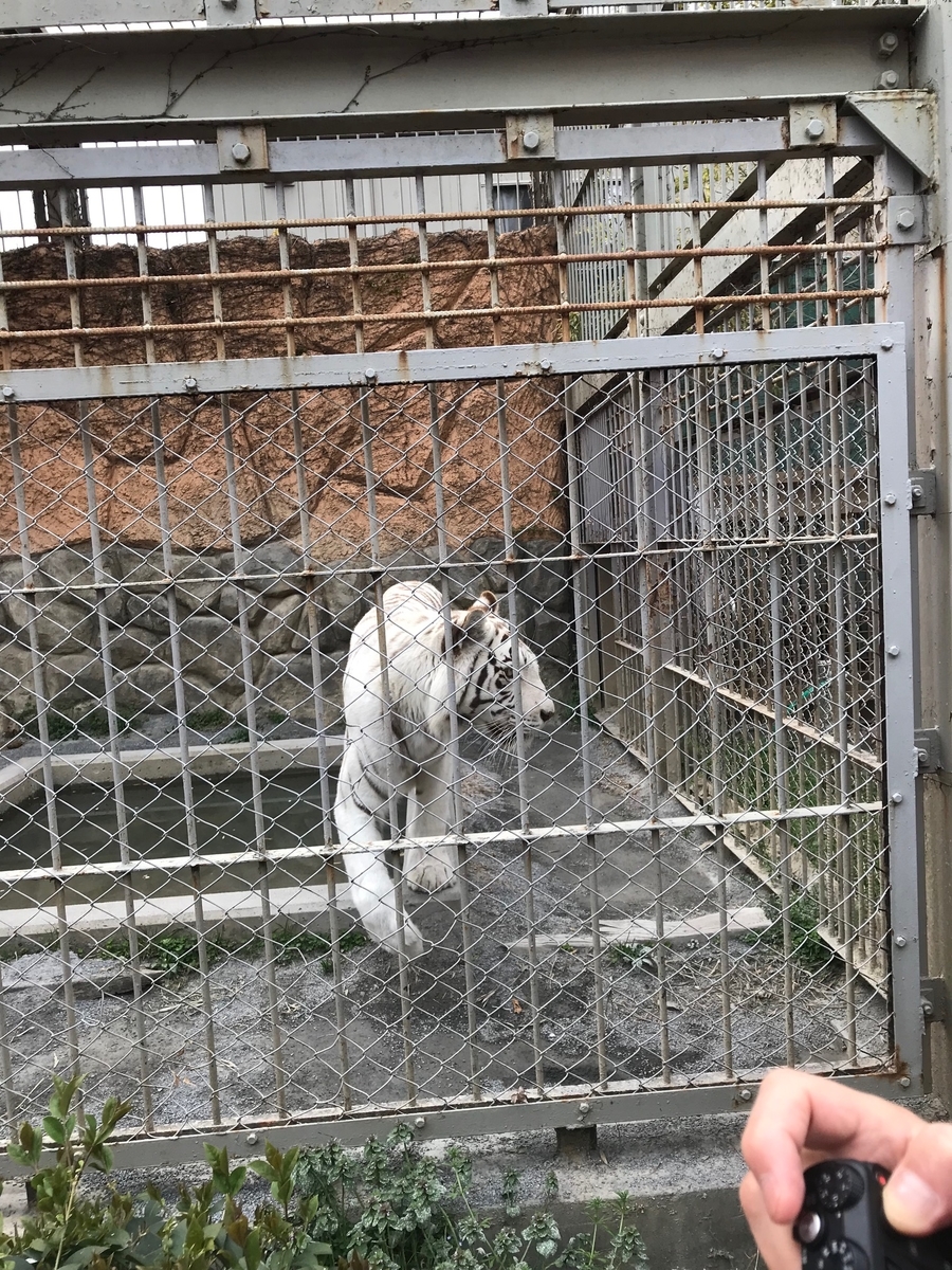 f:id:mrann324:20190413155954j:plain