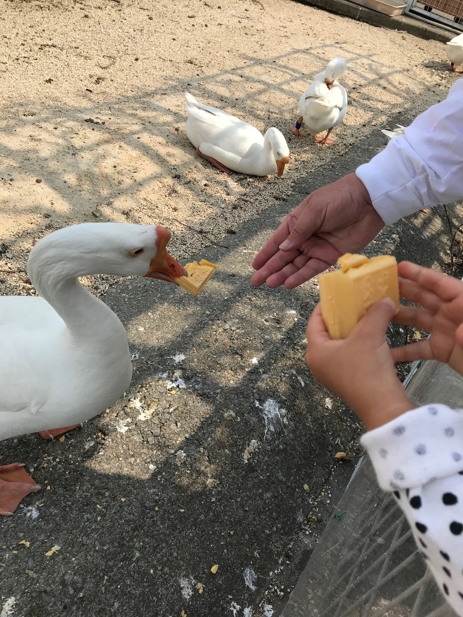 f:id:mrann324:20190413160204j:plain