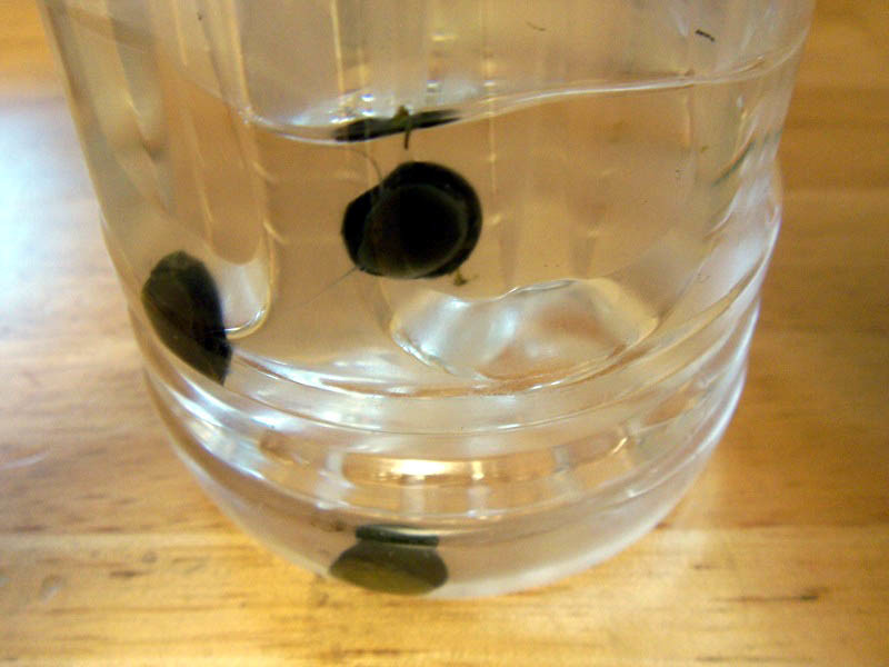 f:id:mrmt:20070204181411j:plain