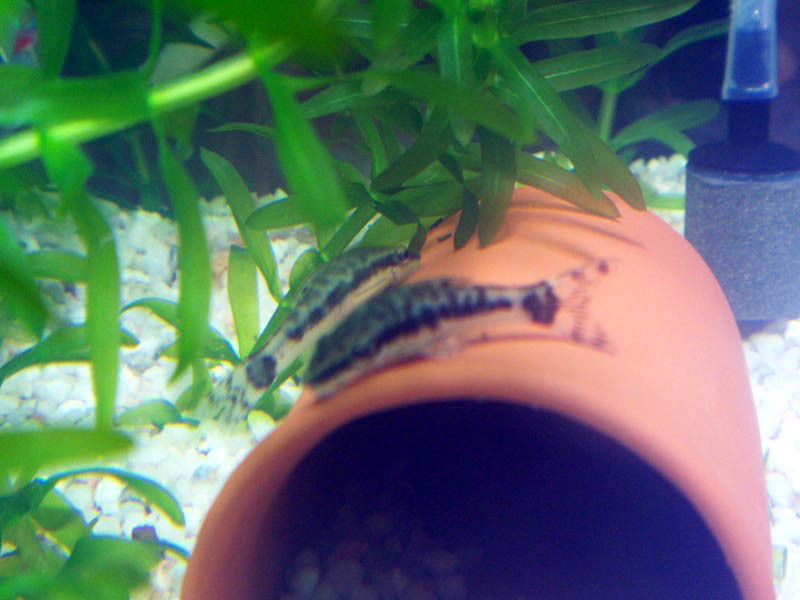 f:id:mrmt:20070205225154j:plain