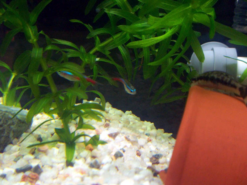 f:id:mrmt:20070205225328j:plain