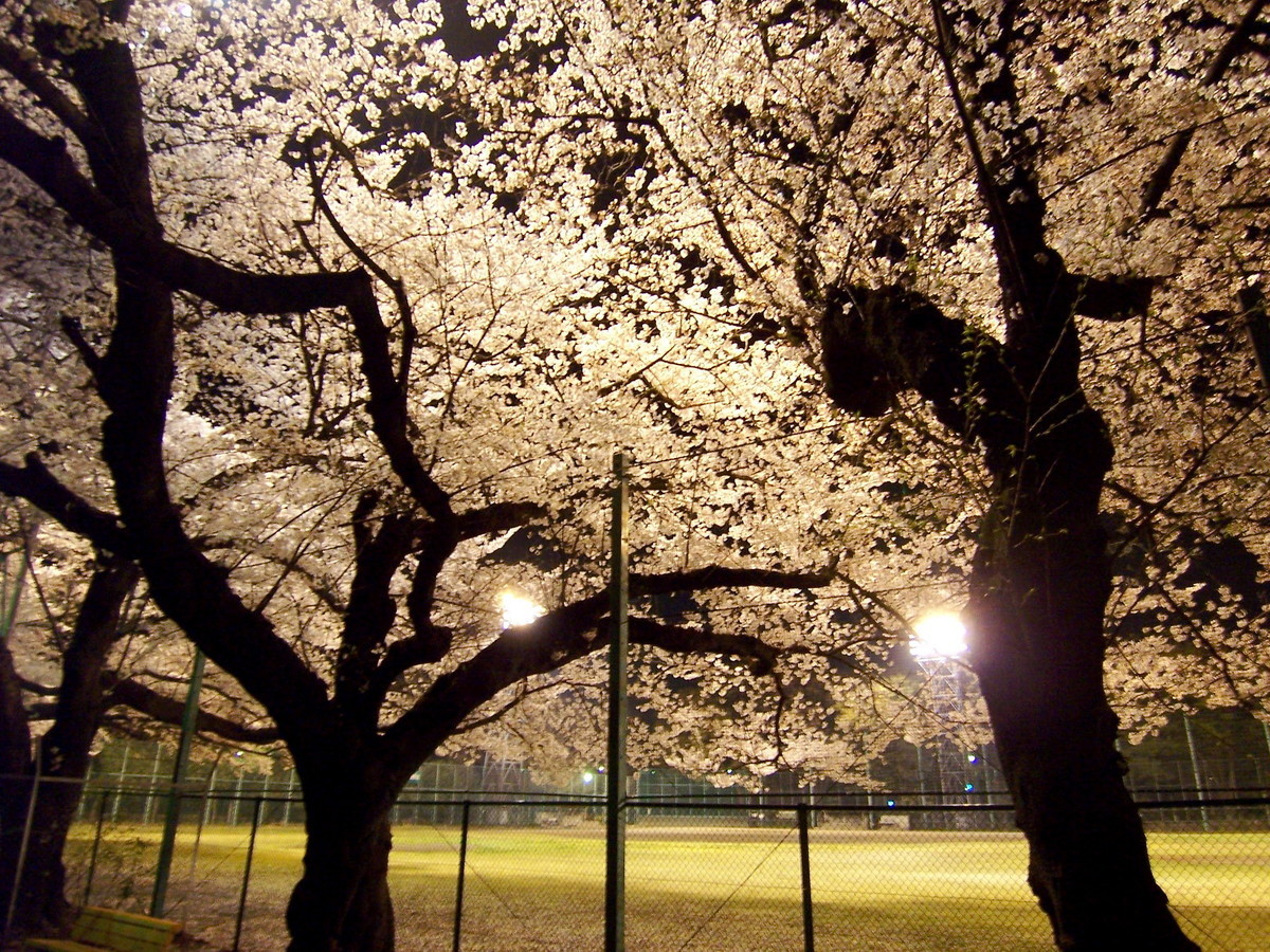 f:id:mrmt:20080403203445j:plain