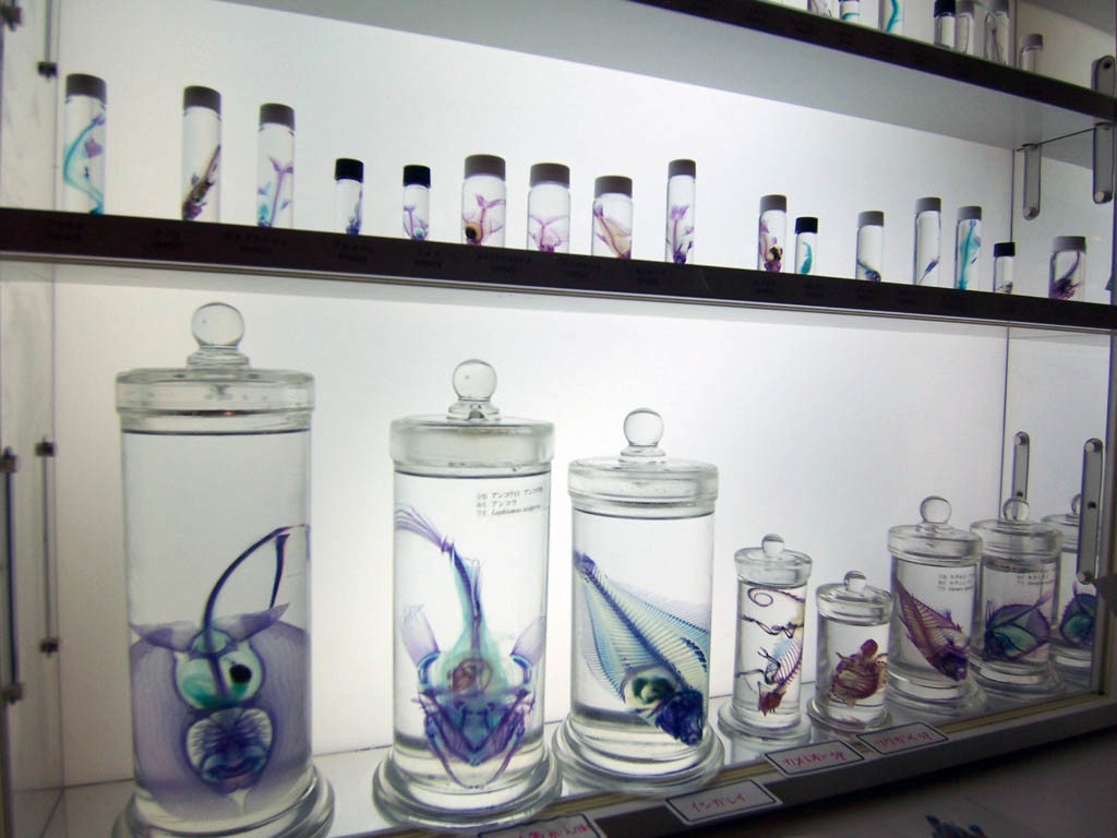 f:id:mrmt:20090524120834j:plain