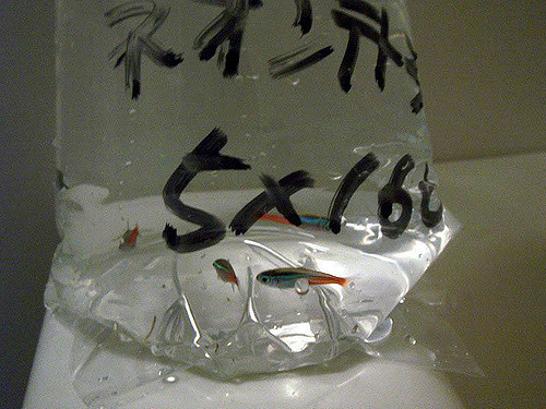 f:id:mrmt:20190114231559j:plain