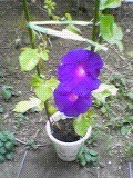 f:id:mrmt:20201214105733j:plain