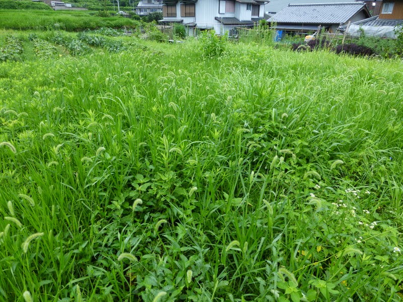 f:id:mrp1q7z:20180929232032j:plain