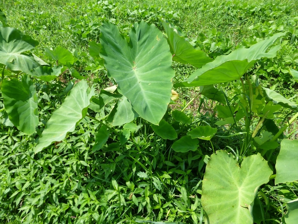 f:id:mrp1q7z:20180930223236j:plain