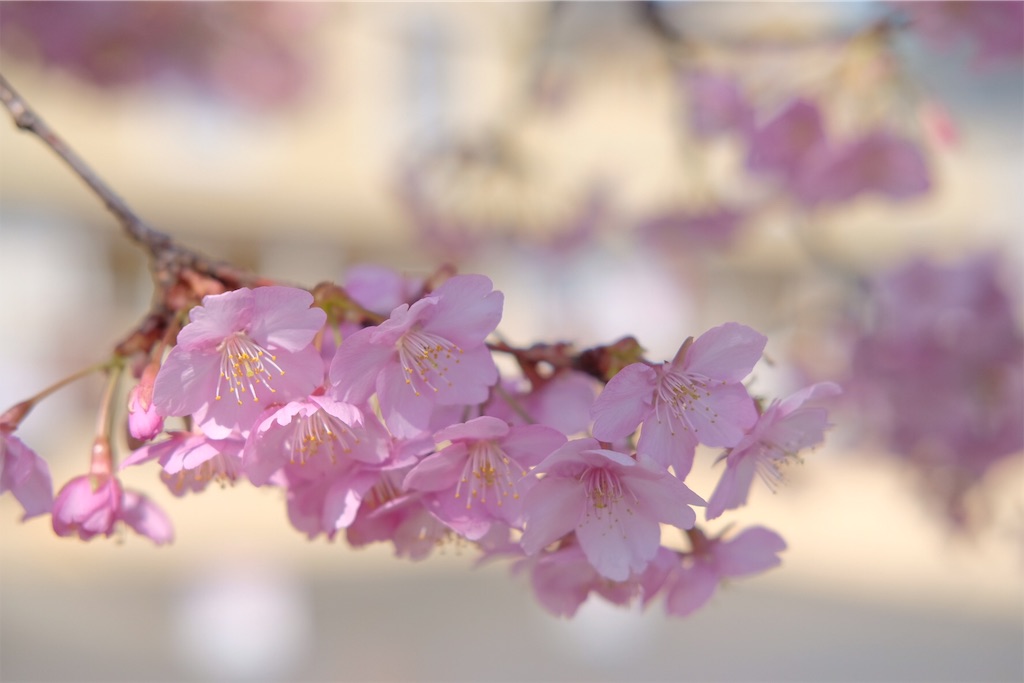 f:id:mrry831:20190305154126j:image