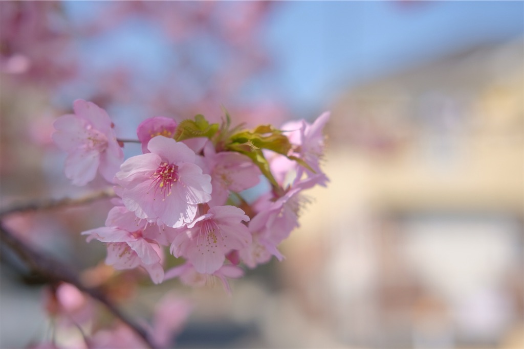 f:id:mrry831:20190305154145j:image