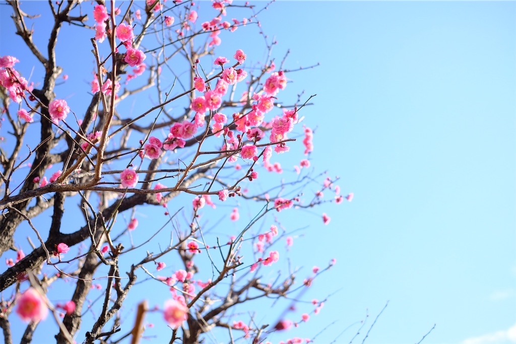 f:id:mrry831:20190307202844j:image