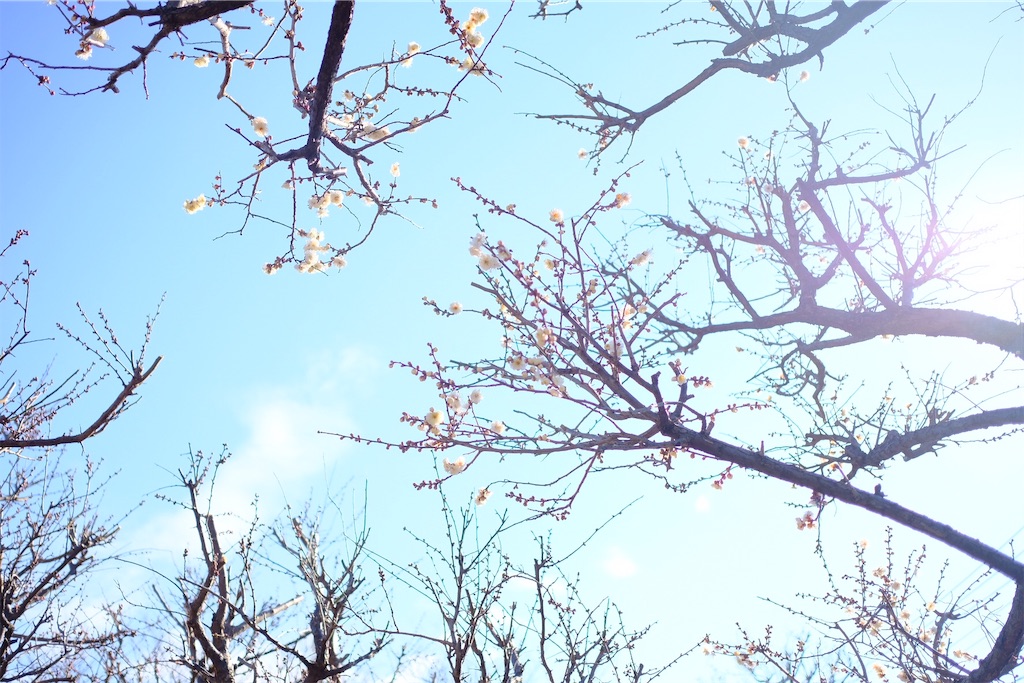 f:id:mrry831:20190307202853j:image
