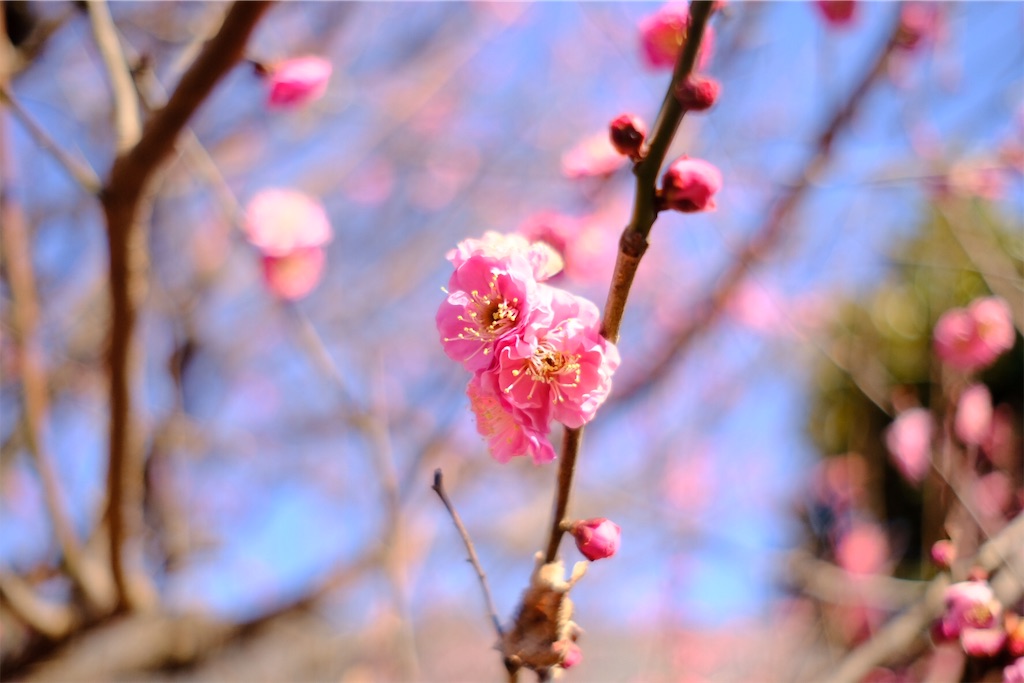 f:id:mrry831:20190307202859j:image
