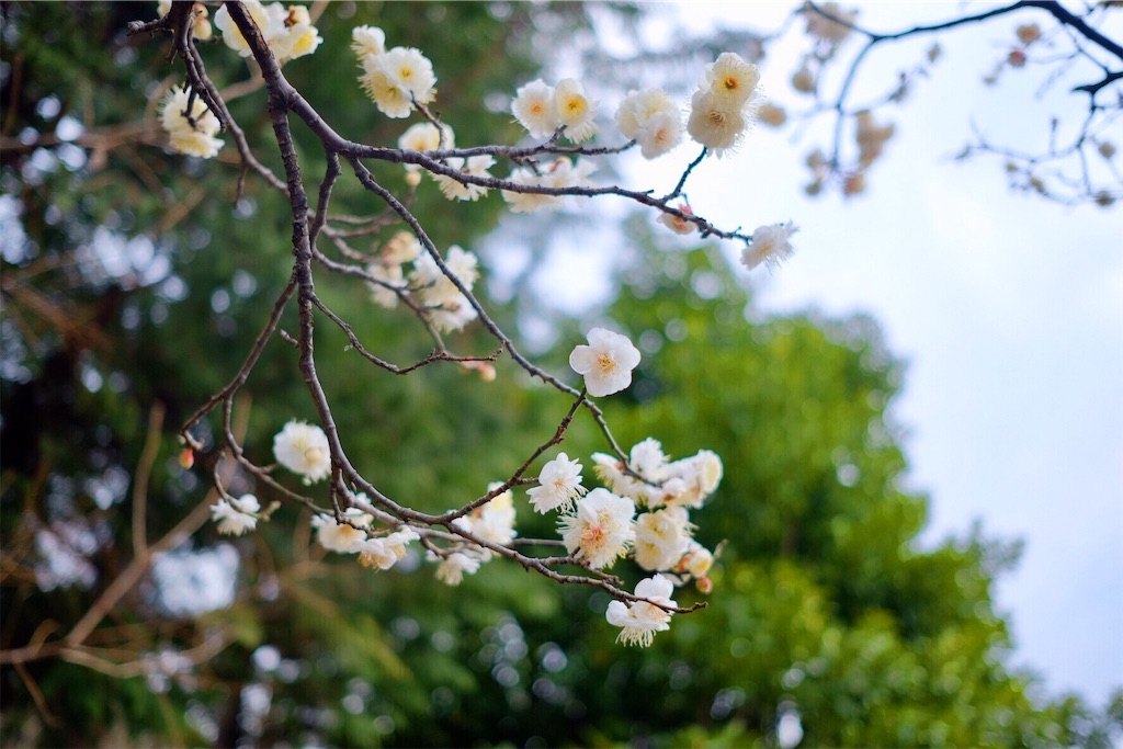 f:id:mrry831:20190307203057j:image