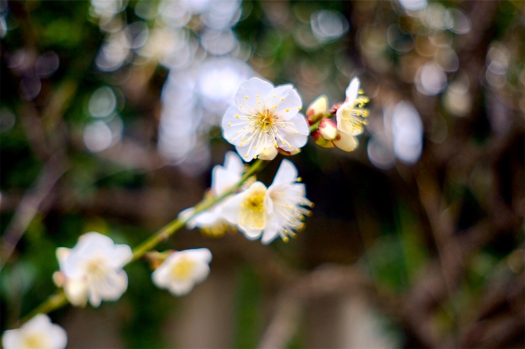 f:id:mrry831:20190307203101j:image