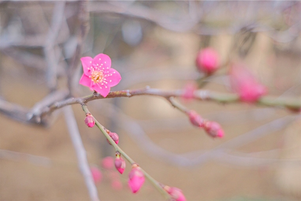 f:id:mrry831:20190307203104j:image