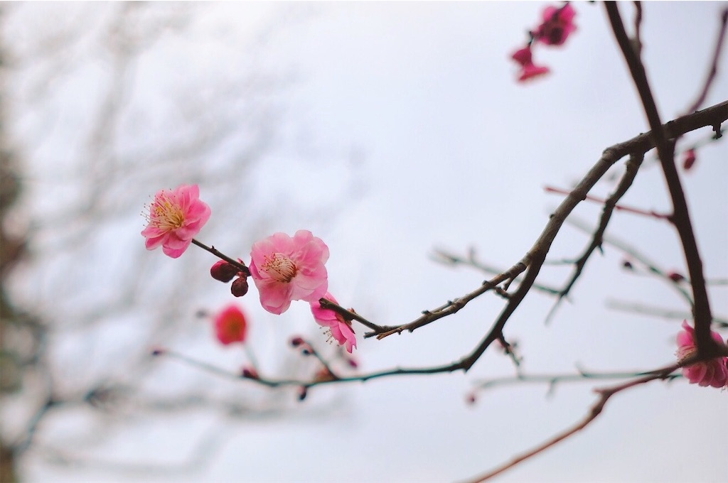 f:id:mrry831:20190307203218j:image
