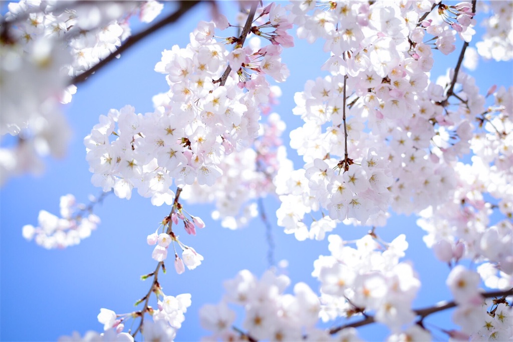 f:id:mrsvvann:20180518061254j:image f:id:mrsvvann:20180518061254j:image