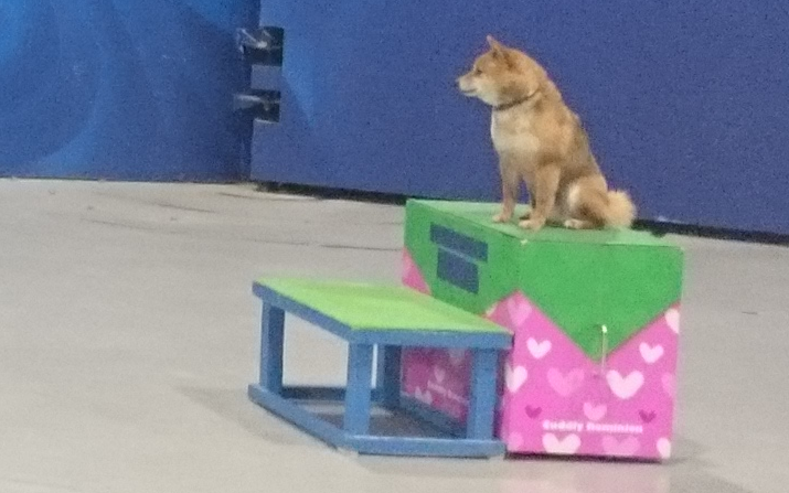 犬笛を使った訓練スタート まずは目標設定と条件付け Mr トーマのアニマリュージョン ブログ 犬笛を使った訓練スタート まずは目標設定と条件付け Mr トーマのアニマリュージョン ブログ