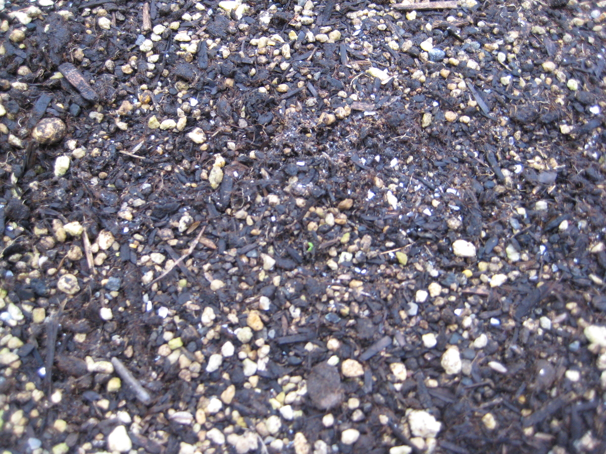 f:id:ms-present:20210607065858j:plain