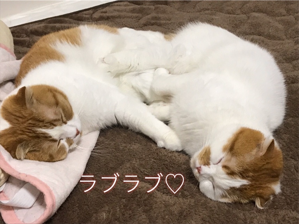 f:id:ms_floater:20200413090527j:image