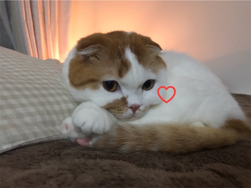f:id:ms_floater:20200420211110j:image