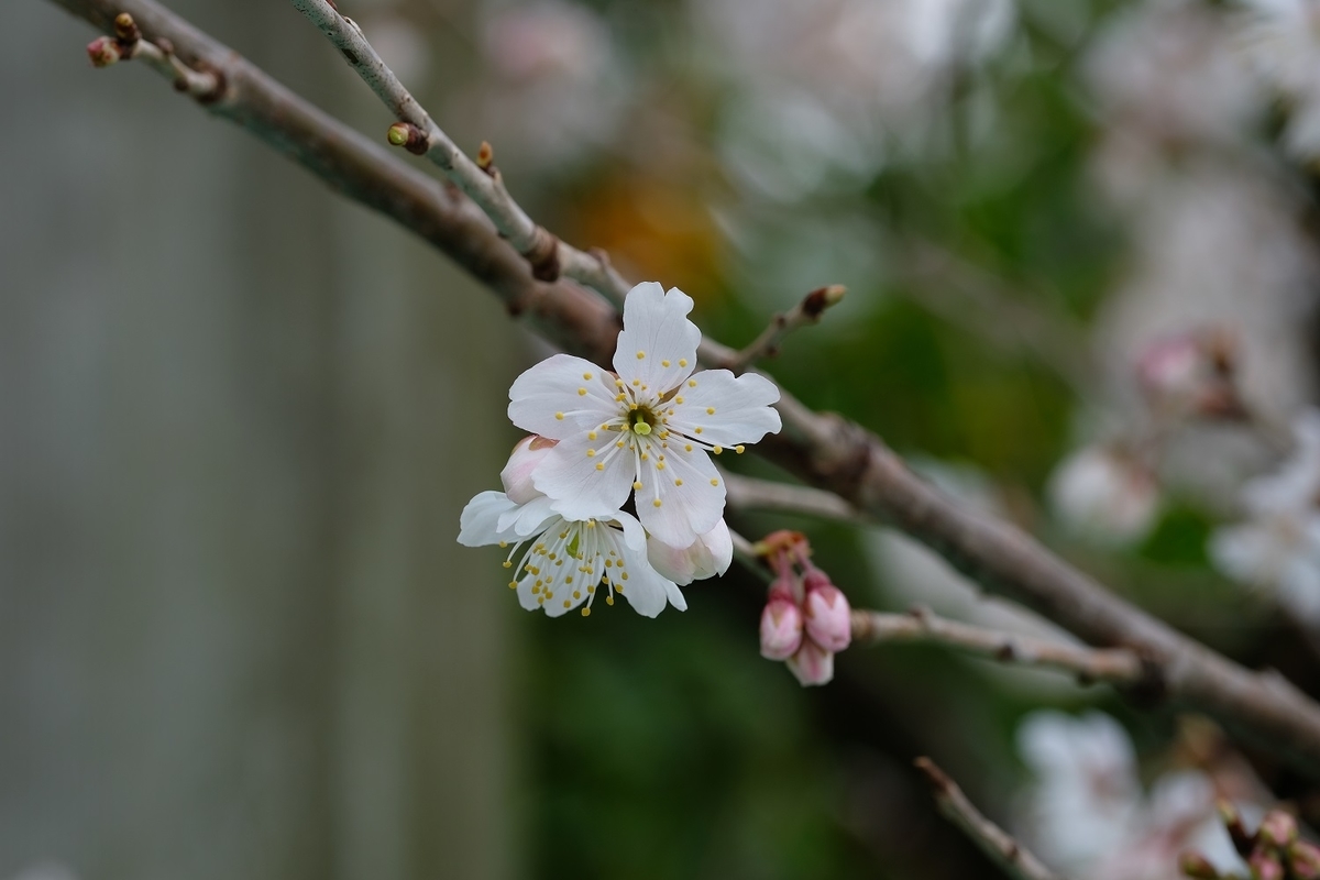 f:id:ms_izm:20191201201141j:plain f:id:ms_izm:20191201201141j:plain