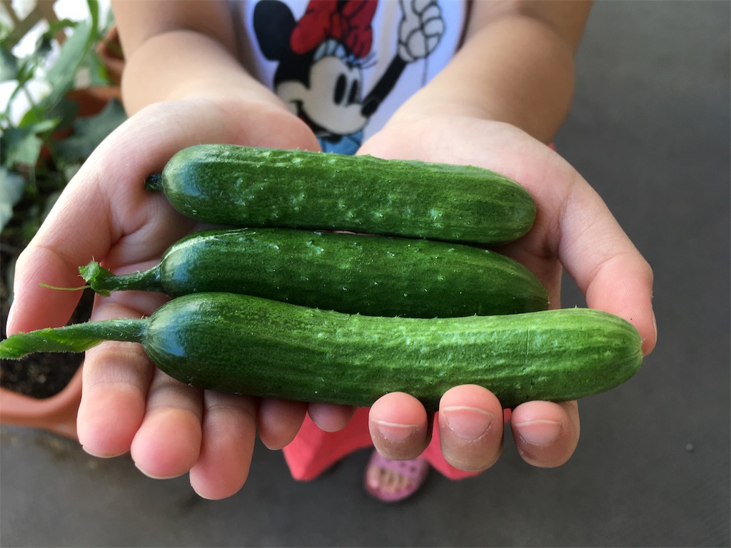 f:id:ms_ylz_at:20170614104620j:image