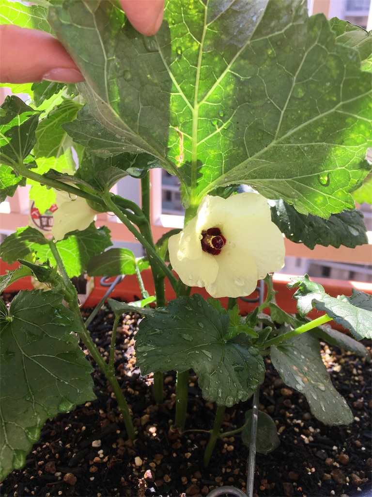 f:id:ms_ylz_at:20170616122040j:image