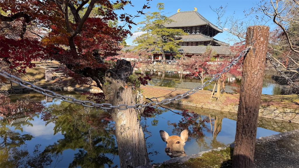 f:id:msasaki1963:20251130105650j:image