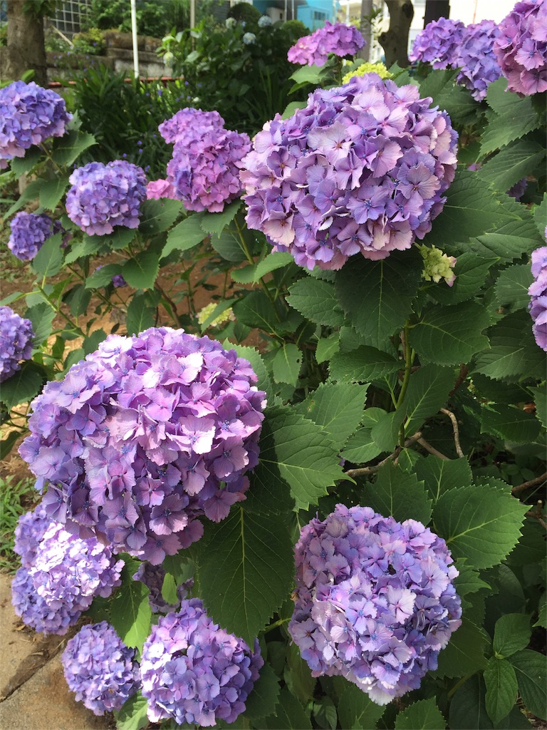 f:id:msatomi304:20180608091056j:image f:id:msatomi304:20180608091056j:image