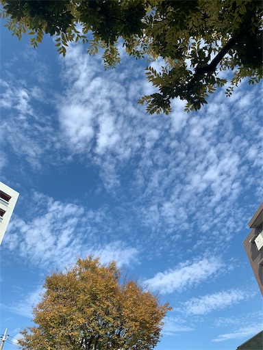 f:id:msatomi304:20201127150436j:image f:id:msatomi304:20201127150436j:image
