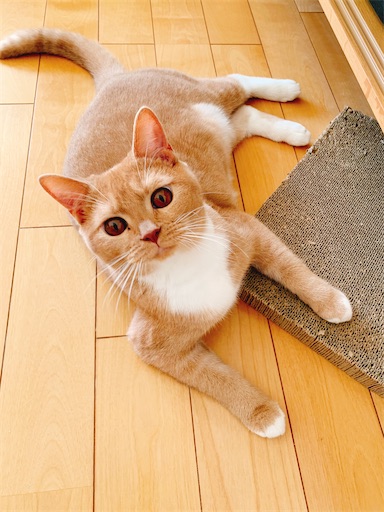 f:id:msatomi304:20210913105930j:image