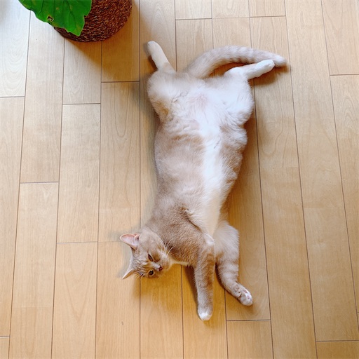 f:id:msatomi304:20210913112112j:image