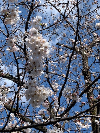 f:id:msatomi304:20230403193759j:image f:id:msatomi304:20230403193759j:image