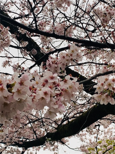 f:id:msatomi304:20230403193804j:image f:id:msatomi304:20230403193804j:image