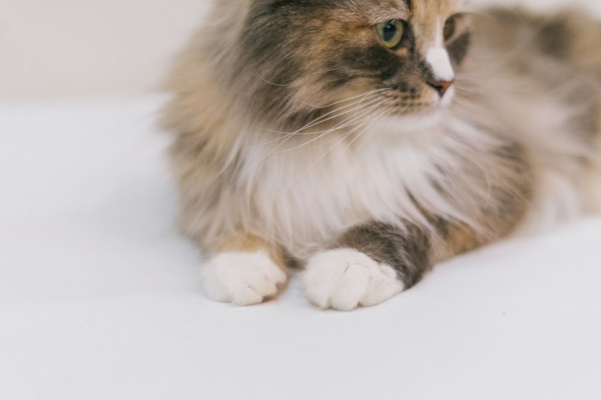 f:id:mscgs002:20190928105334j:plain 座っている子猫