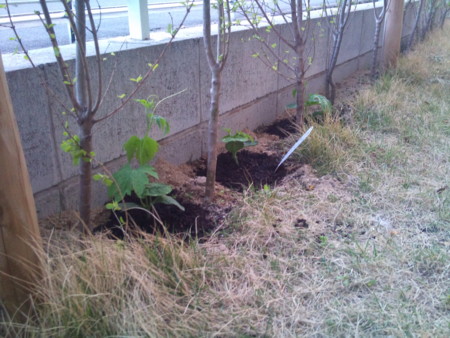 f:id:msml:20110508185615j:image