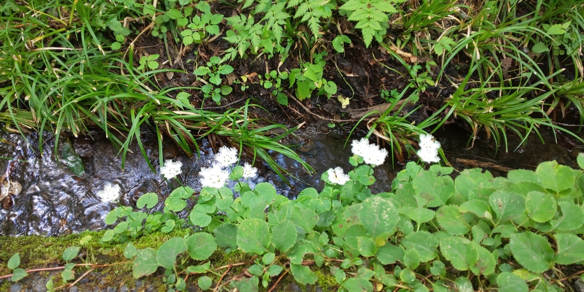 f:id:mstegetege:20191009143125j:plain f:id:mstegetege:20191009143125j:plain