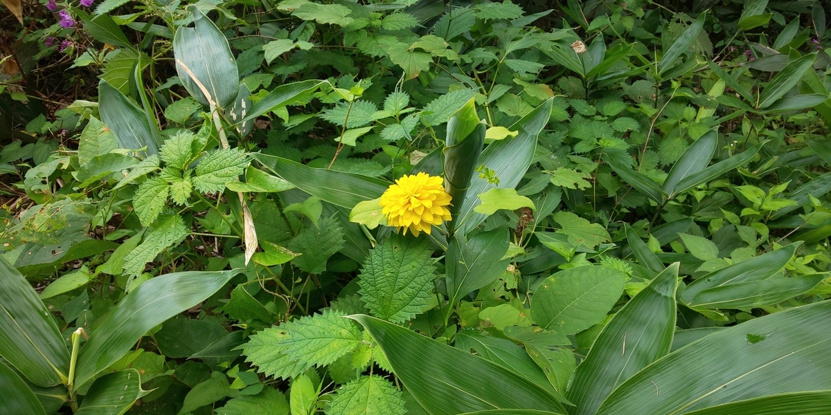 f:id:mstegetege:20191030154841j:plain f:id:mstegetege:20191030154841j:plain