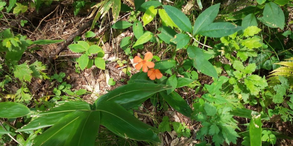 f:id:mstegetege:20191030154901j:plain f:id:mstegetege:20191030154901j:plain