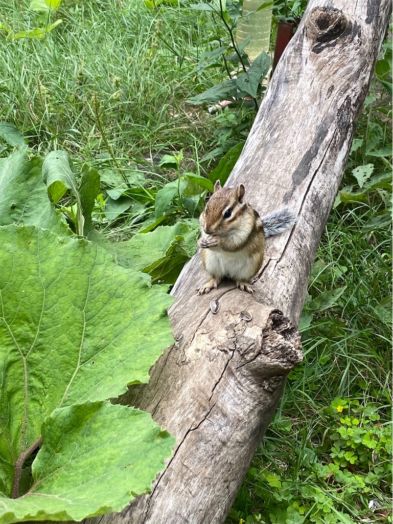 f:id:msugik-10:20250814164751j:image